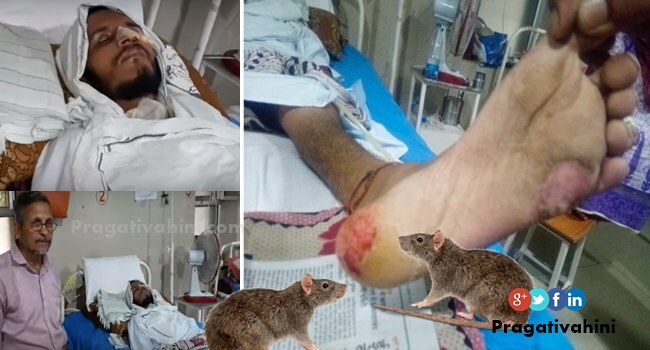 Patient attacked by rat in hospital bed, he was in coma