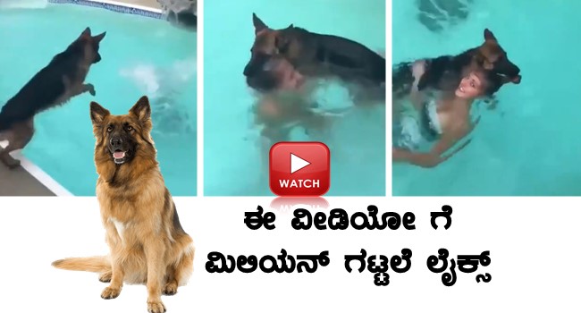 Who needs a lifeguard when you have a German Shepherd?